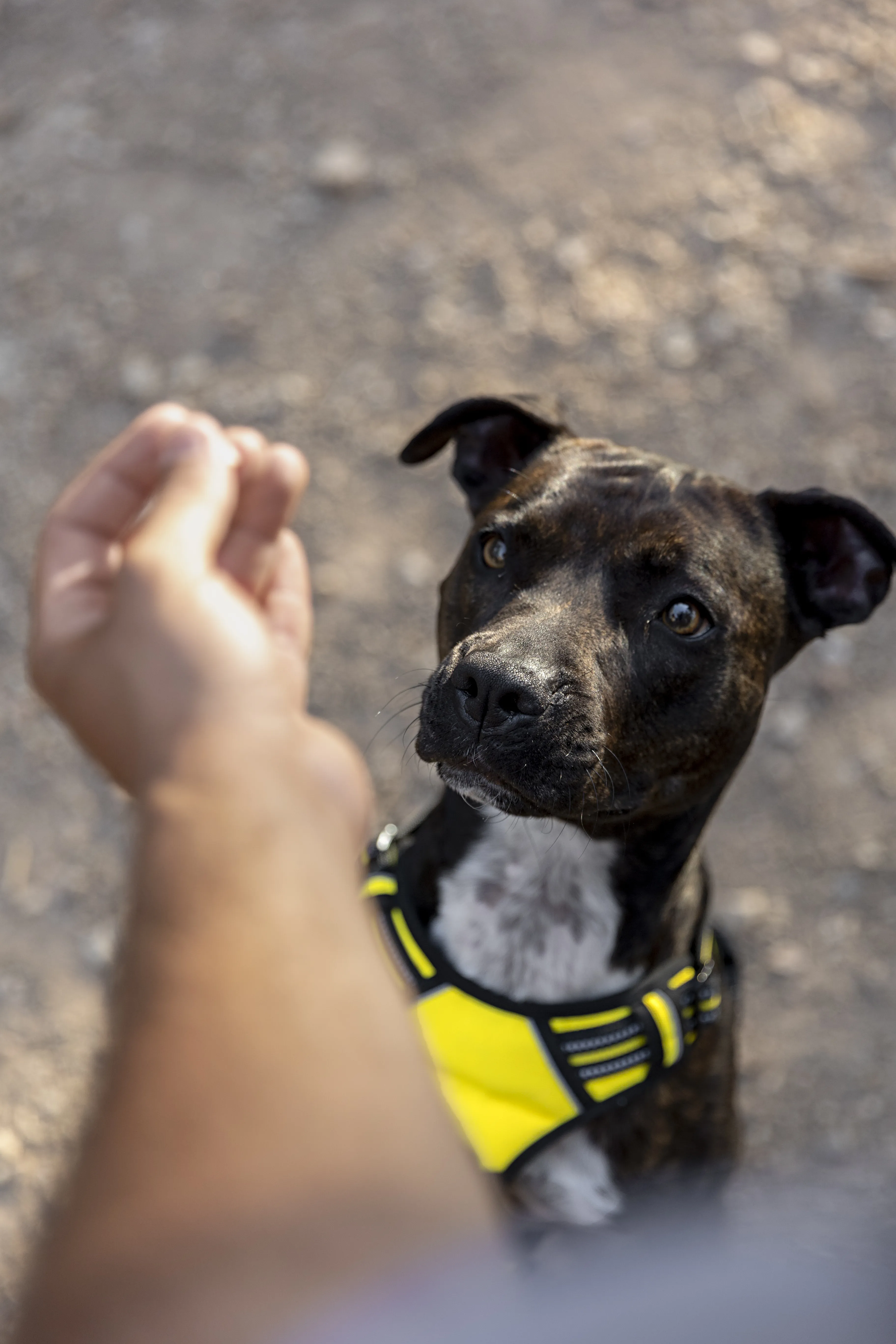 Escola para cães em Aveiro: rotina, socialização e bem-estar