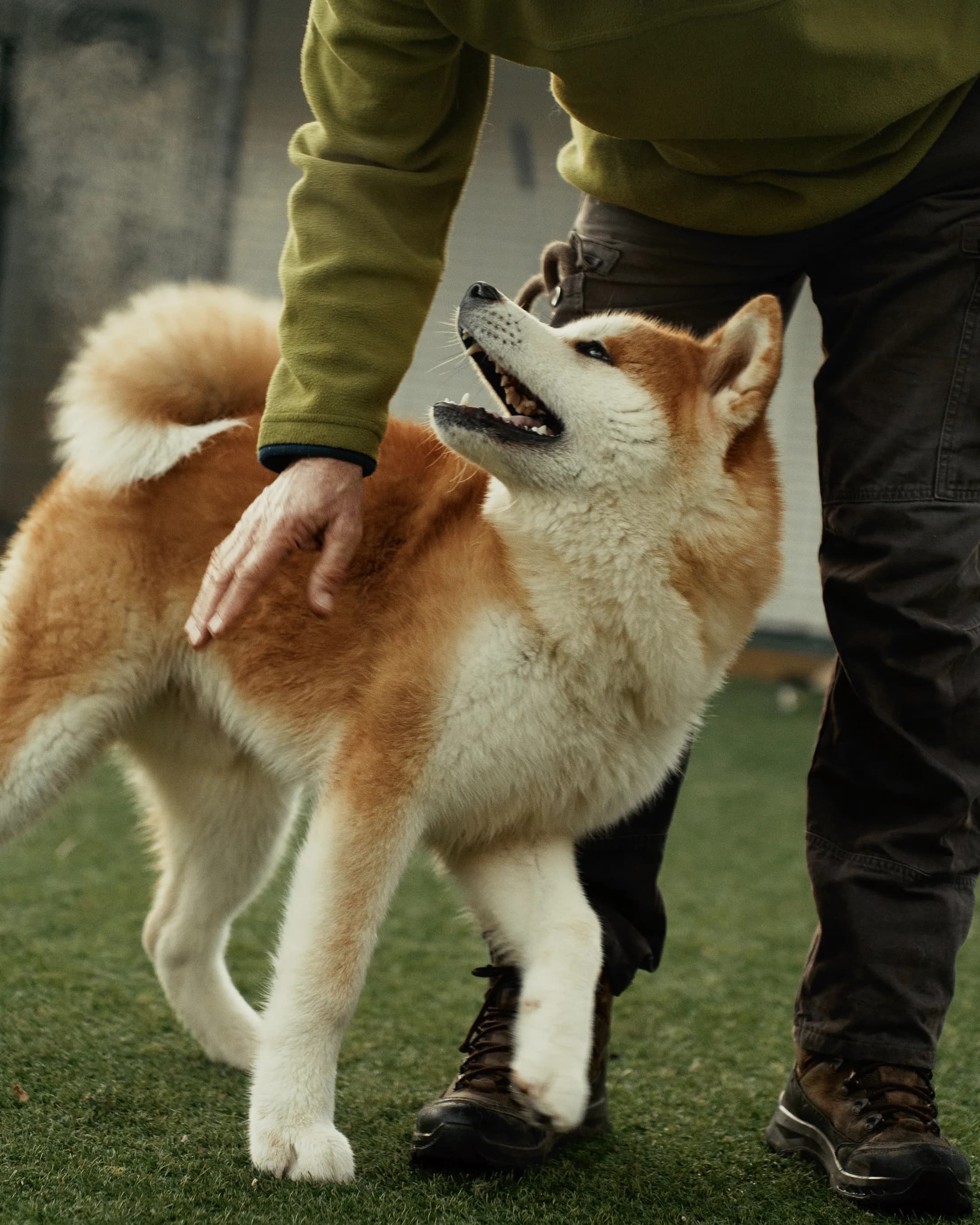 Treino de cães em Aveiro: quando procurar acompanhamento profissional